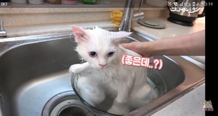 사랑스러운 고양이 목욕시키기 | 인스티즈