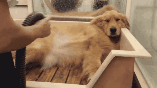 목욕하는 인절미.....gif | 인스티즈