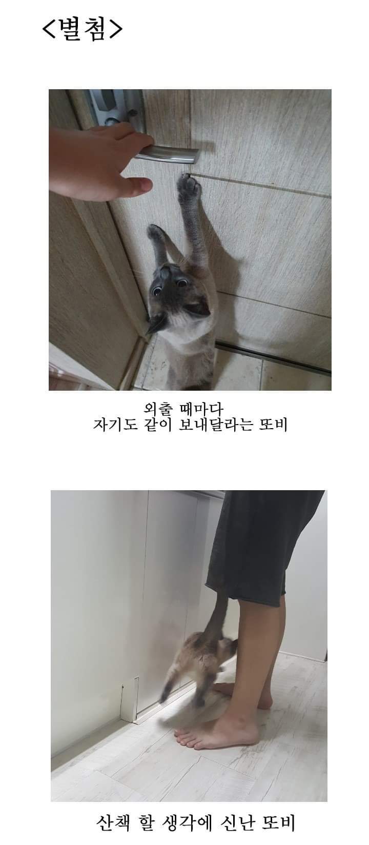 우리집 고양이 이야기.manhwa | 인스티즈