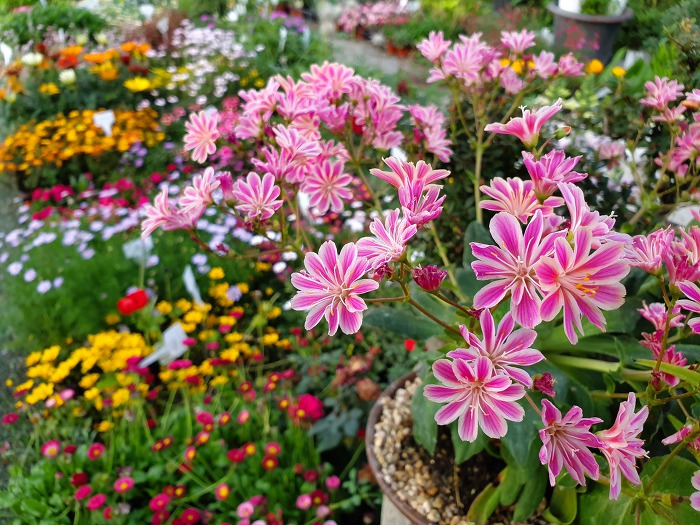 996DE2335CDE1EDF273DB0