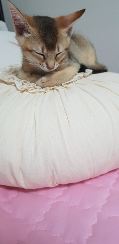 몰랑몰랑 이미지