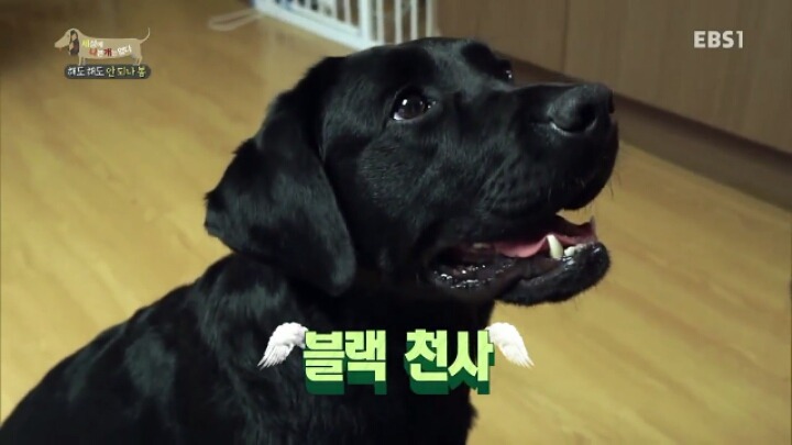 [세나개] 강형욱 훈련사의 팬인 봄이의 보호자들.jpg | 인스티즈