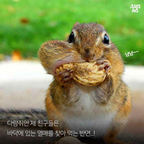 청설모 착지의 진실 | 인스티즈