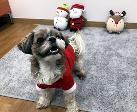 두치 이미지