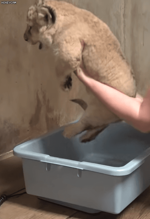 토실토실 아기사자.gif | 인스티즈