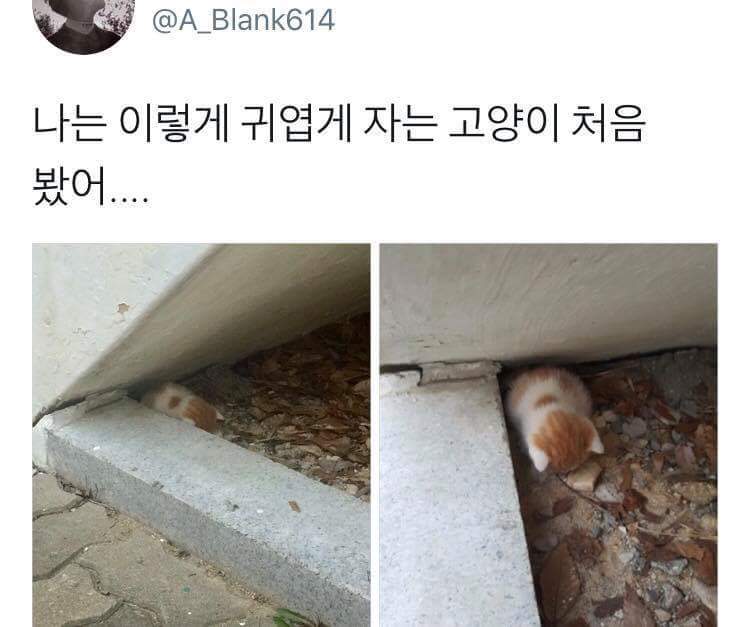 귀엽게 자는 냥이 | 인스티즈