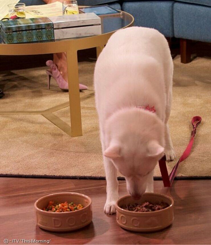 동물학대하는 채식주의자.jpg | 인스티즈