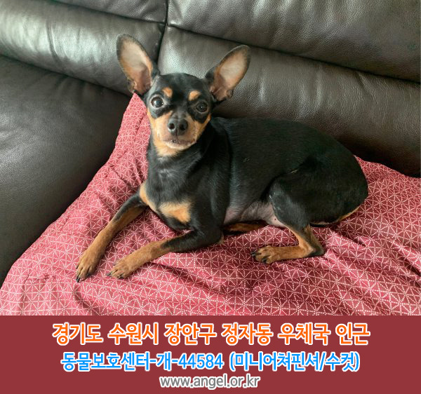 수컷 이미지