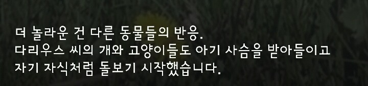 다리 다친 아기사슴을 구해주면 생기는 일.gif (데이터30MB) | 인스티즈