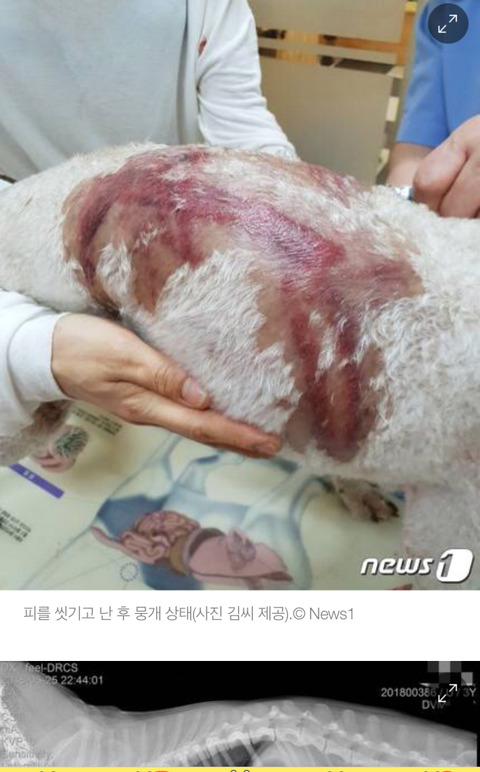 애견호텔 맡긴지 9시간만에 피투성이 돼 돌아온 반려견 | 인스티즈