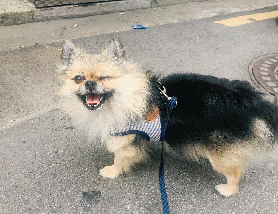 우리콩 이미지