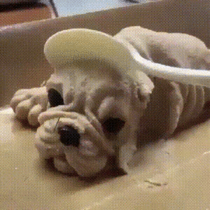 개가 목이 잘리는 끔찍한 광경을 목격한 댕댕이 | 인스티즈