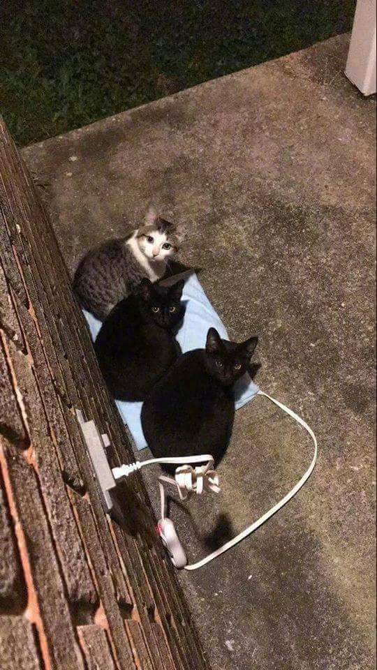 길냥이를 쉽게 포획하는 방법.JPG | 인스티즈