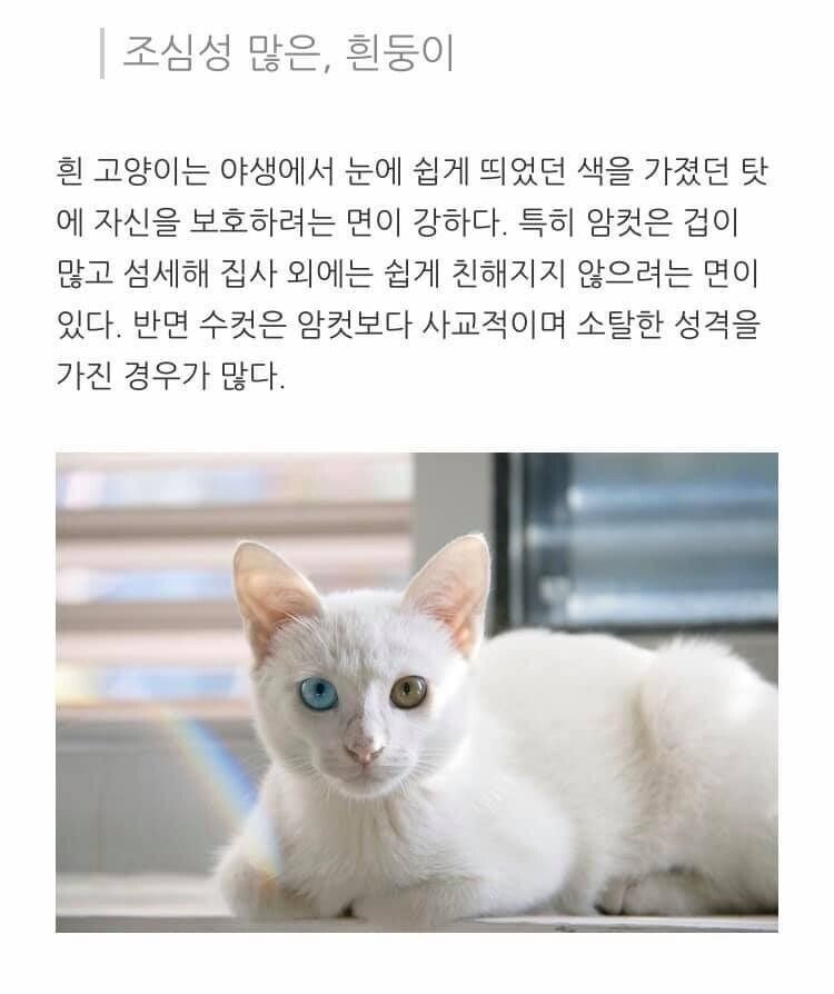 고양이 무늬별 격 .jpg | 인스티즈