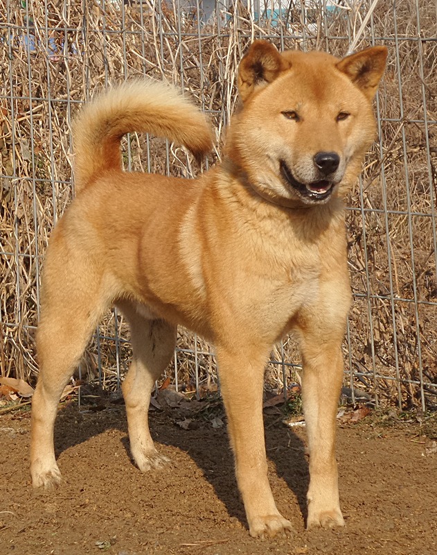 맹호 이미지
