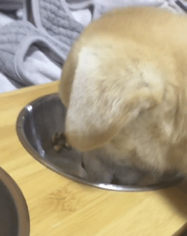 밥먹는 짱절미.gif | 인스티즈