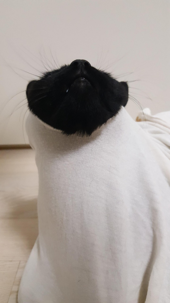 디씨에서 귀여움만으로 힛갤간 고양이 | 인스티즈