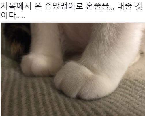 나는야 저승에서 온 고양이.jpg | 인스티즈