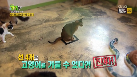 선 4개로 고양이를 가둘수 있을까?.jpgif | 인스티즈