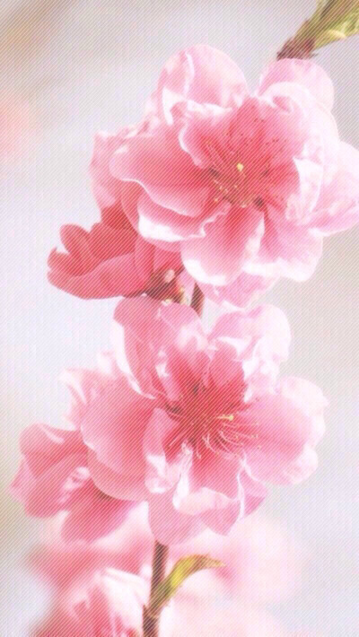 꽃 배경화면 | 인스티즈