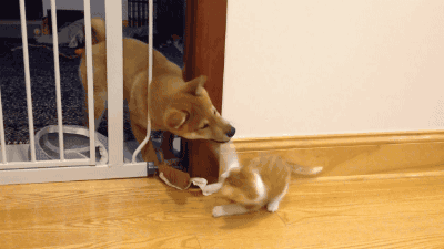 냥아치랑 댕댕이.gif | 인스티즈