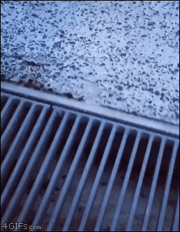 멍뭉이 점프.gif | 인스티즈