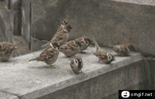 싸움구경하는 참새들.gif | 인스티즈