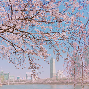 히말라얀 고양이.jpg | 인스티즈