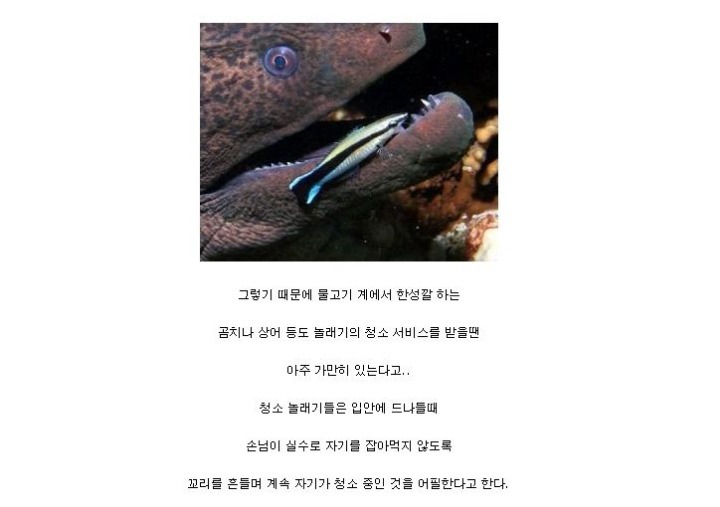 더러움을 참지 못하는 물고기.jpgif | 인스티즈